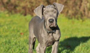 More Information About Great Danoodle Breeders in the U.S. -GreatDanBUSA