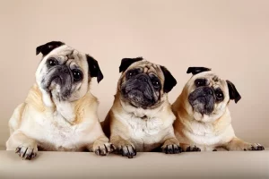 More Information About Pugs in Missouri