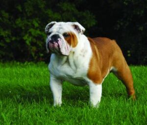 More about the English Bulldog Breed -EngBullDogBMary