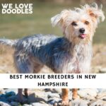 Morkie Breeders in New Hampshire