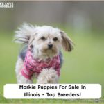 Morkie-Puppies-For-Sale-In-Illinois-Top-Breeders-template