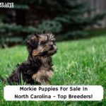 Morkie-Puppies-For-Sale-In-North-Carolina-Top-Breeders-template