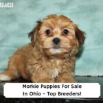 Morkie-Puppies-For-Sale-In-Ohio-Top-Breeders-template
