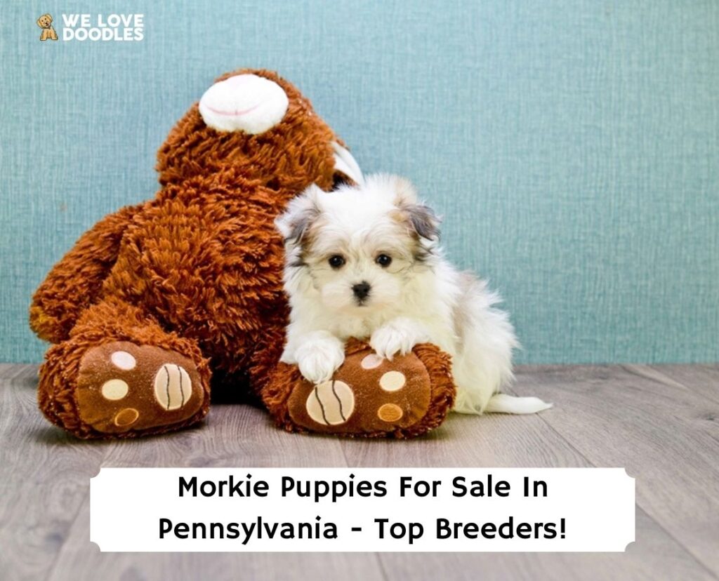 Morkie-Puppies-For-Sale-In-Pennsylvania-Top-Breeders-template