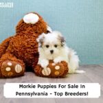Morkie-Puppies-For-Sale-In-Pennsylvania-Top-Breeders-template