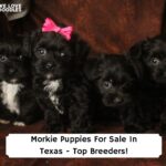Morkie-Puppies-For-Sale-In-Texas-Top-Breeders-template