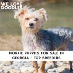 Morkie Puppies For Sale in Georgia