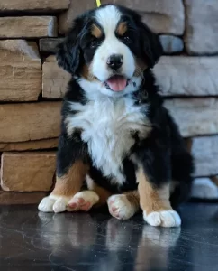 Mountain Home Berners