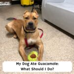 My-Dog-Ate-Guacamole-What-Should-I-Do-template
