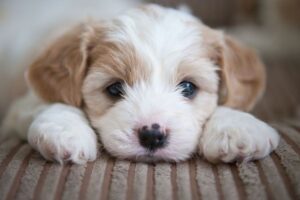 Myers Country Pups - STK