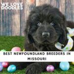Newfoundland Breeders in Missouri
