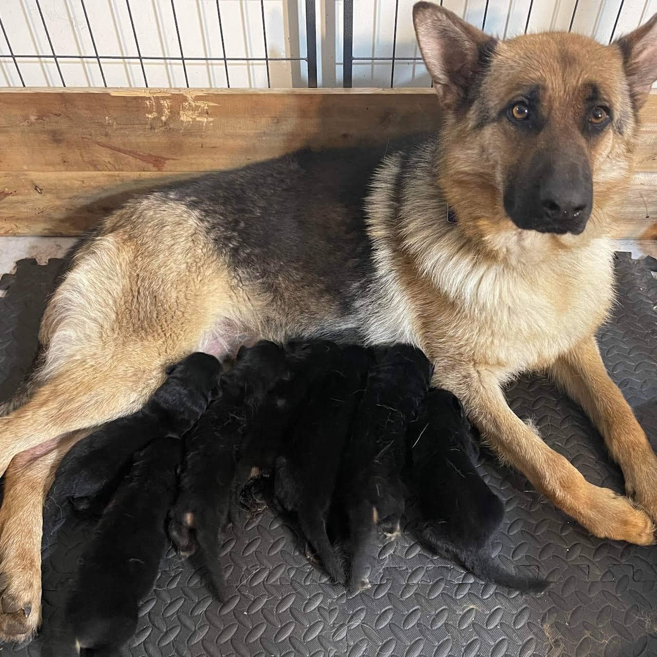 6 Best German Shepherd Breeders in Maine! (2023) We Love Doodles