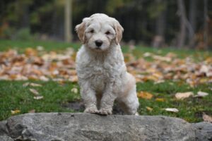 Notch Hill (Labradoodle BC)