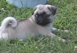 P & P Pugs