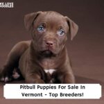 Pitbull-Puppies-For-Sale-In-Vermont-Top-Breeders-template
