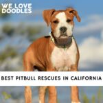 Pitbull Rescues in California