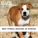 Pitbull Rescues in Florida