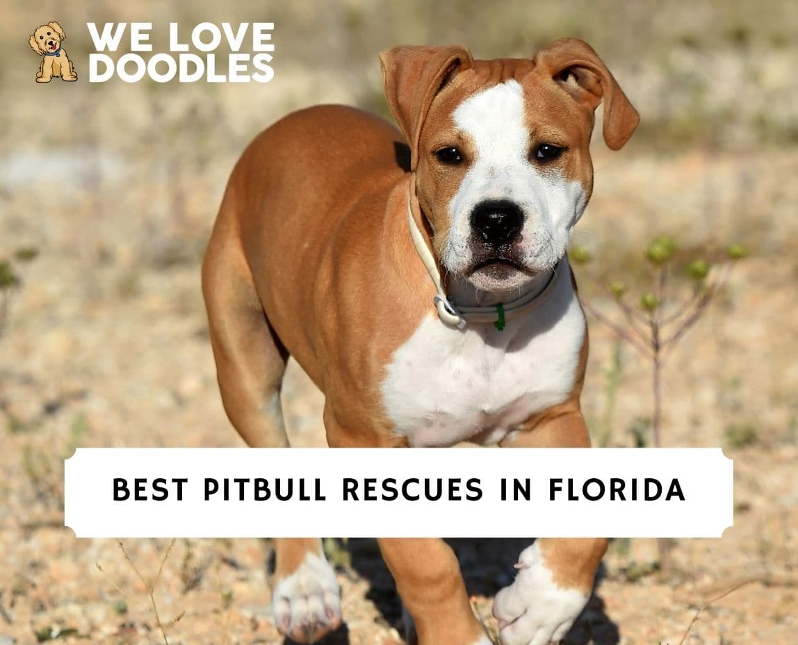 10 Best Pitbull Rescues in Florida! (2024) We Love Doodles