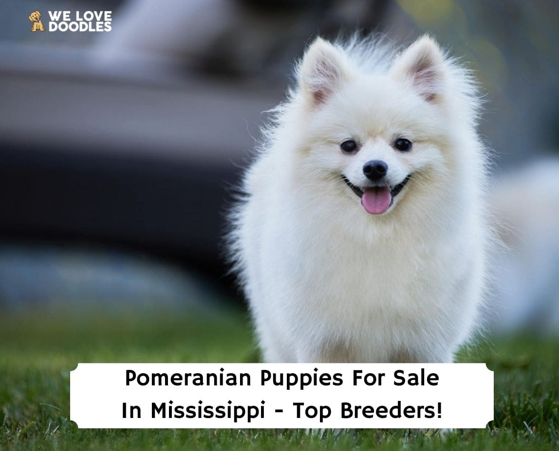 Pomeranian Puppies in Mississippi Top 3 Breeders!