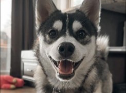 6 Best Pomsky Breeders in Massachusetts!