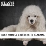 Poodle Breeders in Alabama
