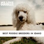 Poodle Breeders in Idaho