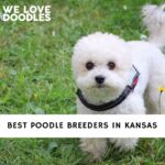 Poodle Breeders in Kansas