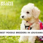 Poodle Breeders in Louisiana
