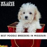 Poodle Breeders in Missouri