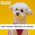 Poodle Breeders in Nevada