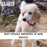 Poodle Breeders in New Mexico
