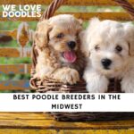 Poodle Breeders in the Midwest
