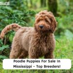 Poodle-Puppies-For-Sale-In-Mississippi-Top-Breeders-template
