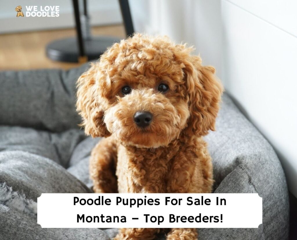 Poodle-Puppies-For-Sale-In-Montana–Top-Breeders-template