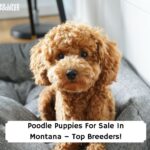 Poodle-Puppies-For-Sale-In-Montana–Top-Breeders-template