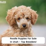 Poodle-Puppies-For-Sale-In-Utah-Top-Breeders-template