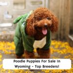 Poodle-Puppies-For-Sale-In-Wyoming-Top-Breeders-template