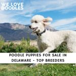 Poodle Puppies For Sale in Delaware