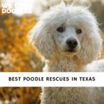 Poodle Rescues in Texas