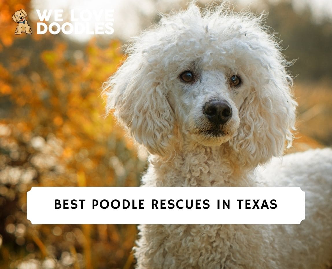 Poodle rescue store