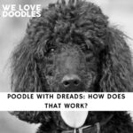 Poodle with Dreads