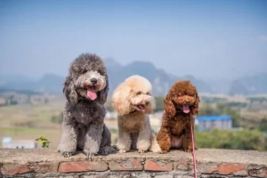Poodles and Doodles Vale -GoldDoodBW