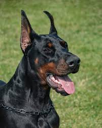 Premier Dobermans 