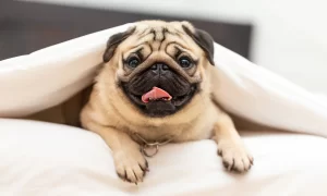 Pug -SmallDDG
