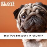 Pug Breeders in Georgia