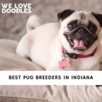 Pug Breeders in Indiana