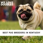 Pug Breeders in Kentucky