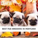 Pug Breeders in Maryland