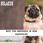Pug Breeders in New Hampshire