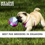 Pug Breeders in Oklahoma